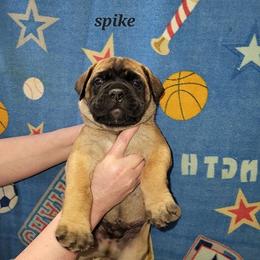 Boy 7 - male Bullmastiff puppy in Wakarusa, Indiana from Watchman Kennels