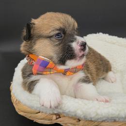German Shepherd and Pembroke Welsh Corgi Puppies from J&R Shepherds & Corgis