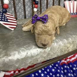 Girl 1 - Buff female Cockapoo puppy in Golden, Mississippi from Two Creeks Farm Poodles & Doodles