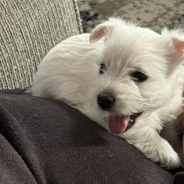 West Highland White Terrier Puppies from Highland Skye