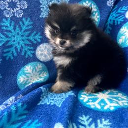 Orion - Black and tan male Pomeranian puppy in Longview, Washington from Mckee's Pomeranians