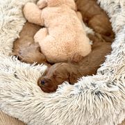 Double Doodle Puppies from Hansen Homestead Pups