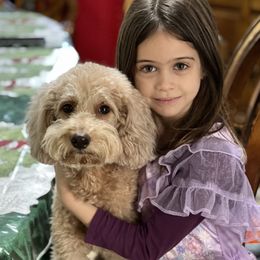 Ruby - Goldendoodle