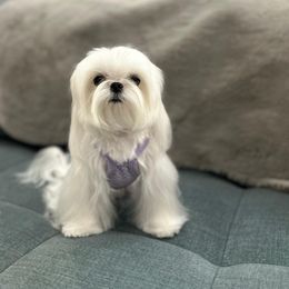 Maltese All Grown Up from A Maltese 4U