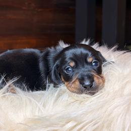 Sprout - Black and tan male Dachshund puppy in Washburn, Tennessee from Clinch Mountain Dachshunds