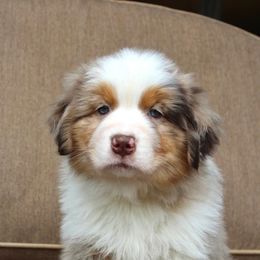 Australian Shepherd Puppies from AW Standard Aussies
