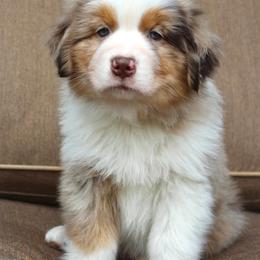 Australian Shepherd Puppies from AW Standard Aussies