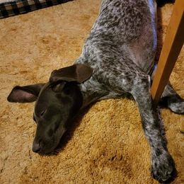 German Shorthaired Pointers and Vizslas from Woodbine  Show Dogs