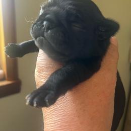 'Schroeder' Black boy 2 - Black male Pug puppy in Onalaska, Washington from Cupid’s Pugs