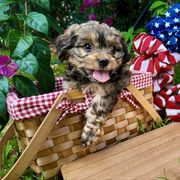 Bobby McGee(RARE COAT) - Black and tan male Cavachon puppy in Osprey, Florida from Mariah's Cavachons