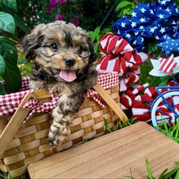 Bobby McGee(RARE COAT) - Black and tan male Cavachon puppy in Osprey, Florida from Mariah's Cavachons