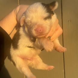 King - White and black male Pembroke Welsh Corgi puppy in East Oakdale, California from Rhettro Kennels