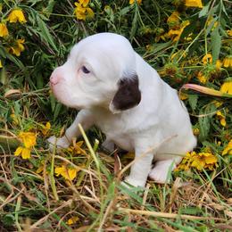 Boy 2 - Chestnut male Llewellin Setter puppy in North Dinwiddie, Virginia from Pups Furever