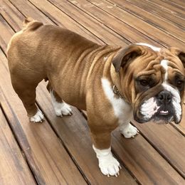 Maggie - Bulldog