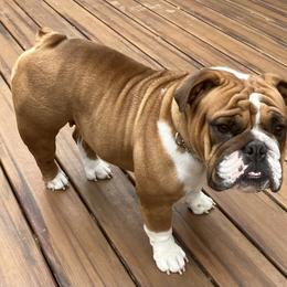 Maggie - Bulldog