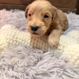 Polly red collar - Cream female Goldendoodle puppy in Atco, New Jersey from Flannery’s lucky pup’s🍀