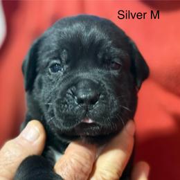 Silver Collar R - Black male Cane Corso puppy in Paris, Texas from Knucklehead Cane Corso