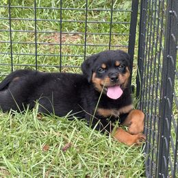 Blossom - Black and mahogany female Rottweiler puppy in Kinston, North Carolina from Domov Kartelu Rottweilers