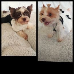 Yorkshire Terrier All Grown Up from Morning Glory Yorkies PA