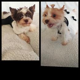 Yorkshire Terrier All Grown Up from Morning Glory Yorkies PA