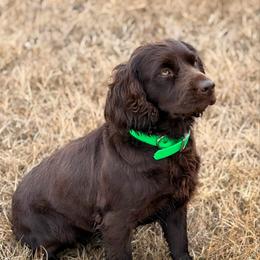 Mabel - Boykin Spaniel