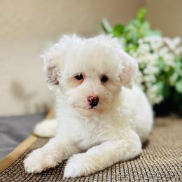Mr White - White male Cavapoo puppy in Norton Shores, Michigan from Dune Pack Doodles and Poodles