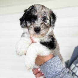 Chase - Merle male Goldendoodle puppy in Soddy Daisy, Tennessee from The W Doods