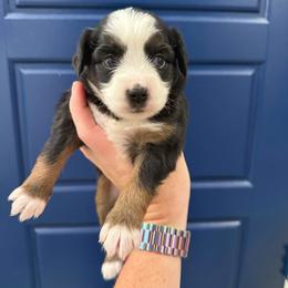 Skunky - Black tri female Toy Australian Shepherd puppy in Caddo Mills, Texas from R & W Aussies