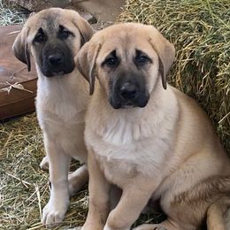 Anatolian Shepherd Dogs from Amerikan Anatolians
