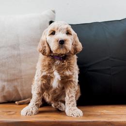 Goldendoodle Puppies from Deer Valley Doodles