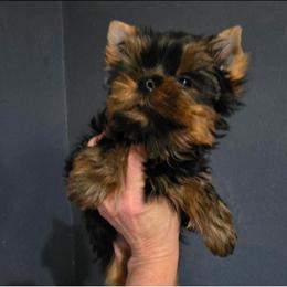 Scout - Black and gold male Yorkshire Terrier puppy in Salem, Missouri from Tiny Tot Yorkies