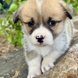 Truus - Red female Pembroke Welsh Corgi puppy in Brashear, Texas from Sherwood Acres Pembrokes