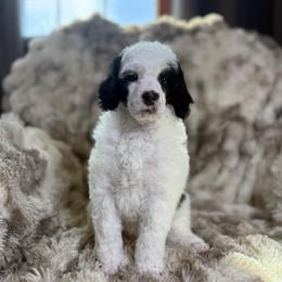 Shyanne - Parti female Poodle puppy in Ault, Colorado from The Peaks Premium Poodles