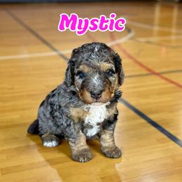 Mystic - Blue merle female Bernedoodle puppy in Banner Elk, North Carolina from Walnut Tree Bernedoodles