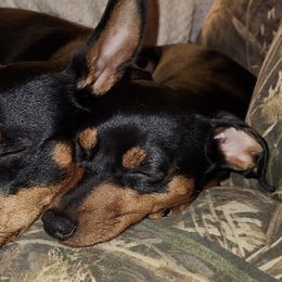 Miniature Pinschers from Mad MinPin House of Illinois