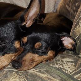 Miniature Pinschers from Mad MinPin House of Illinois