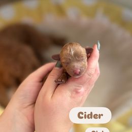 Cider - Apricot female Cavapoo puppy in Sugar City, Idaho from Taylor's Cavapoos