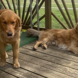 Golden Retrievers from Precious Golden's