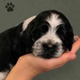 Poppet - Black and white female English Springer Spaniel puppy in Fort White, Florida from Thunderbird Springers