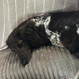 Penny - Dachshund