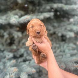 Yellow Girl - Dark golden female Golden Retriever puppy in Utah from Deseret Peak Goldens