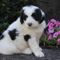 Saint Berdoodle Puppies from Brewer's Doodles