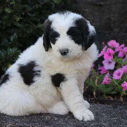 Saint Berdoodle Puppies from Brewer's Doodles