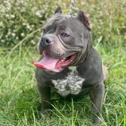 American Bullies and French Bulldogs from Boujie Bullies & Frenchie’s