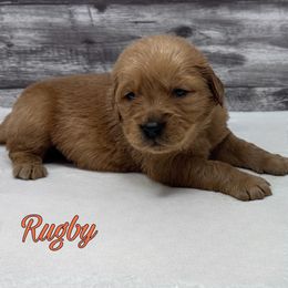 Golden Retriever Puppies from Holly Hill Kennels