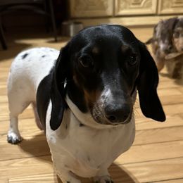 Stella Bella - Dachshund