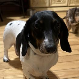Stella Bella - Dachshund