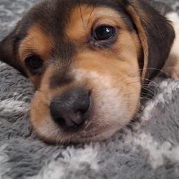 Girl 1 - Black tan and white female Beagle puppy in East Providence, Rhode Island from Amanda's Beagles