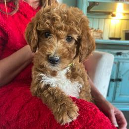 Meredith - Red  female Goldendoodle puppy in Payson, Utah from Country Sky Doodles