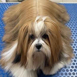 Rosie - Lhasa Apso